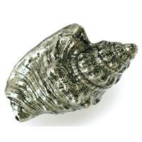 Emenee OR426-ABS Premier Collection Hawk Wing Conch2-1/4 inch x1-1/2 inch in Antique Bright Silver Sea Life Series